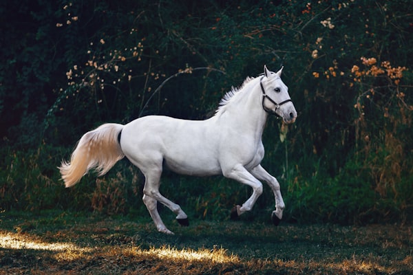 Horse training experience