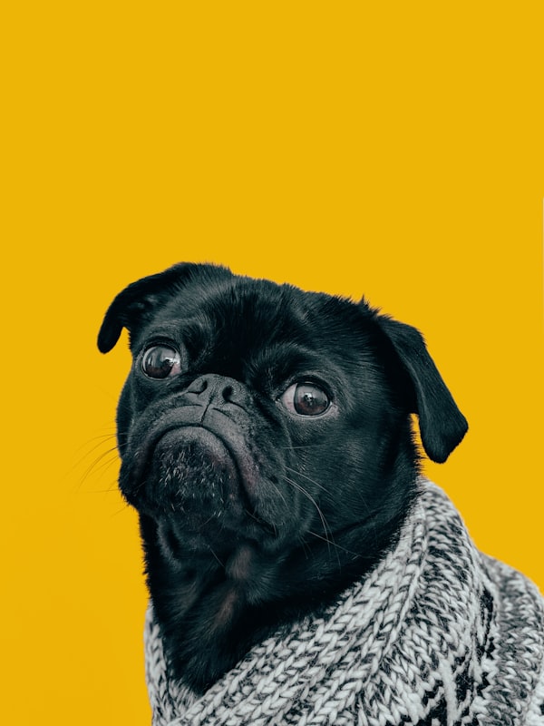 Professional dog trainer with dog